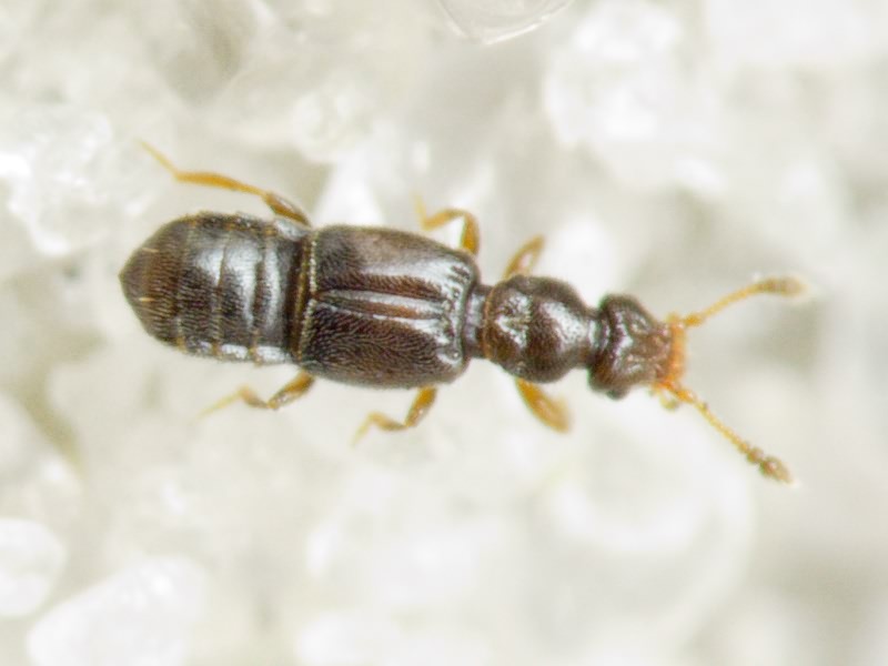 Bibloplectus Reitter, 1881